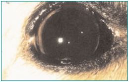 Фотография отражения точечного источника света в правом глазу молодой взрослой собаки (из: Tobias et al 2000)
