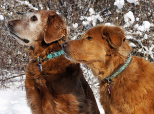 Голден-ретривер Кейси (слева) - 9 лет и беспородная Нейла (справа) - 11 лет. Обе собаки – одного окраса, однако сильно поседела морда - у более молодой. Фото: Jamie Elvert, из http://www.doggenetics.co.uk