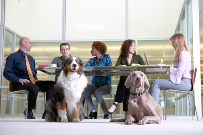 Businesspeople in a meeting with dogs